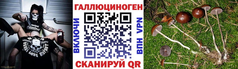 блэк спрут как зайти  Невельск  Псилоцибиновые грибы мицелий 